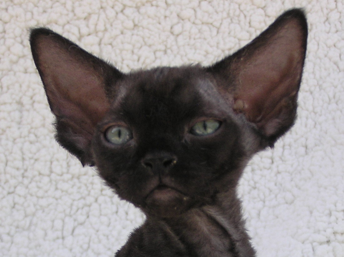 Sand Silk Yolly,Devon Rex female Cat,Black.More information and pictures